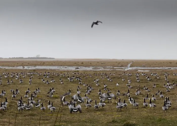 בית נופש Uue-ringi Puise
